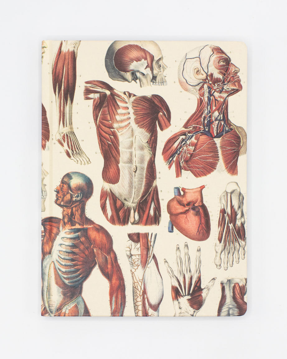 Anatomy MEGA Poster Pack