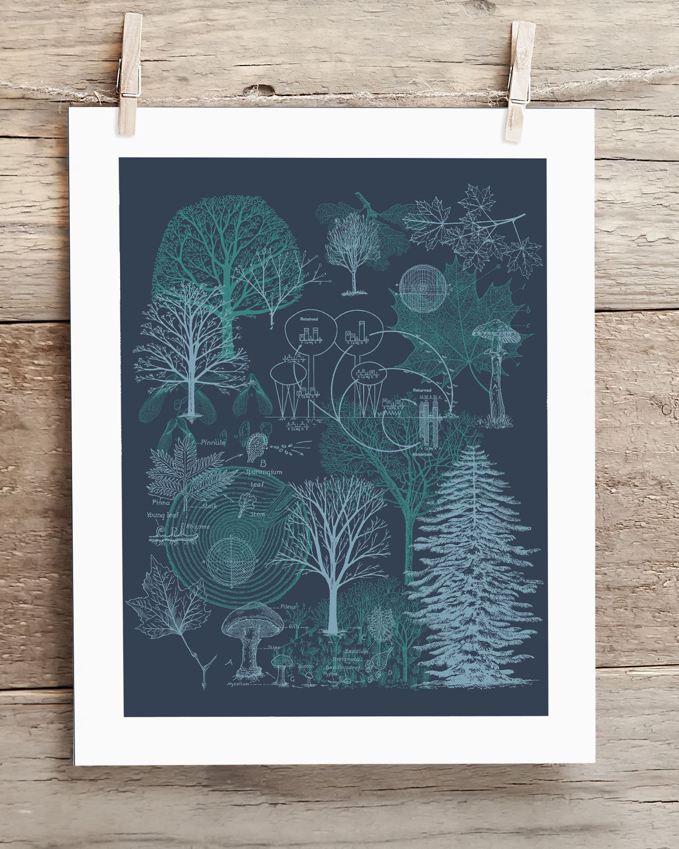 A Forest Scientific Illustration Museum Print of trees on a Cognitive Surplus wooden hanger.