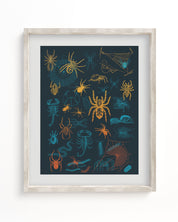 A Cognitive Surplus framed art print of Spiders Pl 2 Scientific Illustration Museum Print.