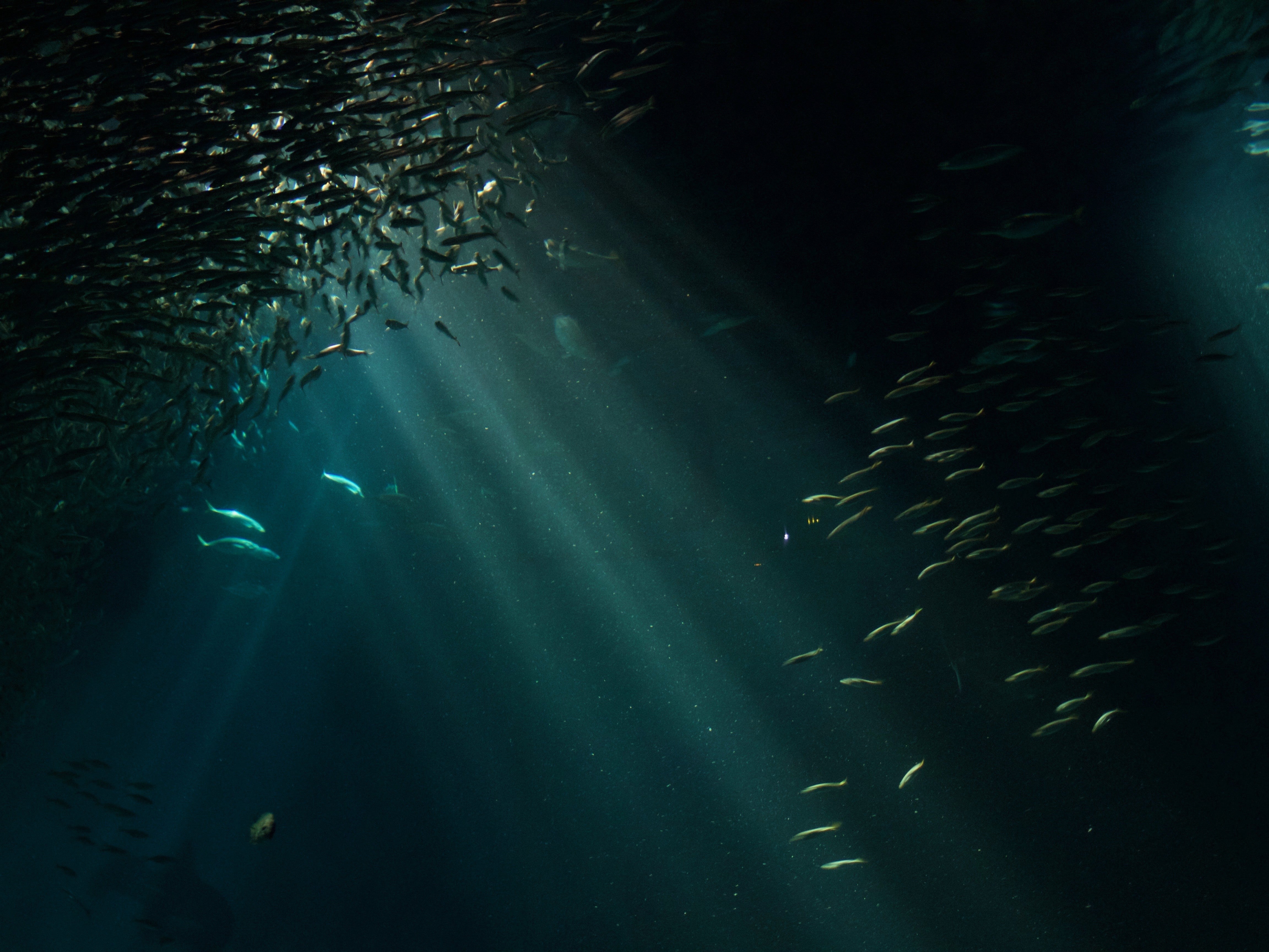 Deep Sea Mystery Notebook 3-Pack