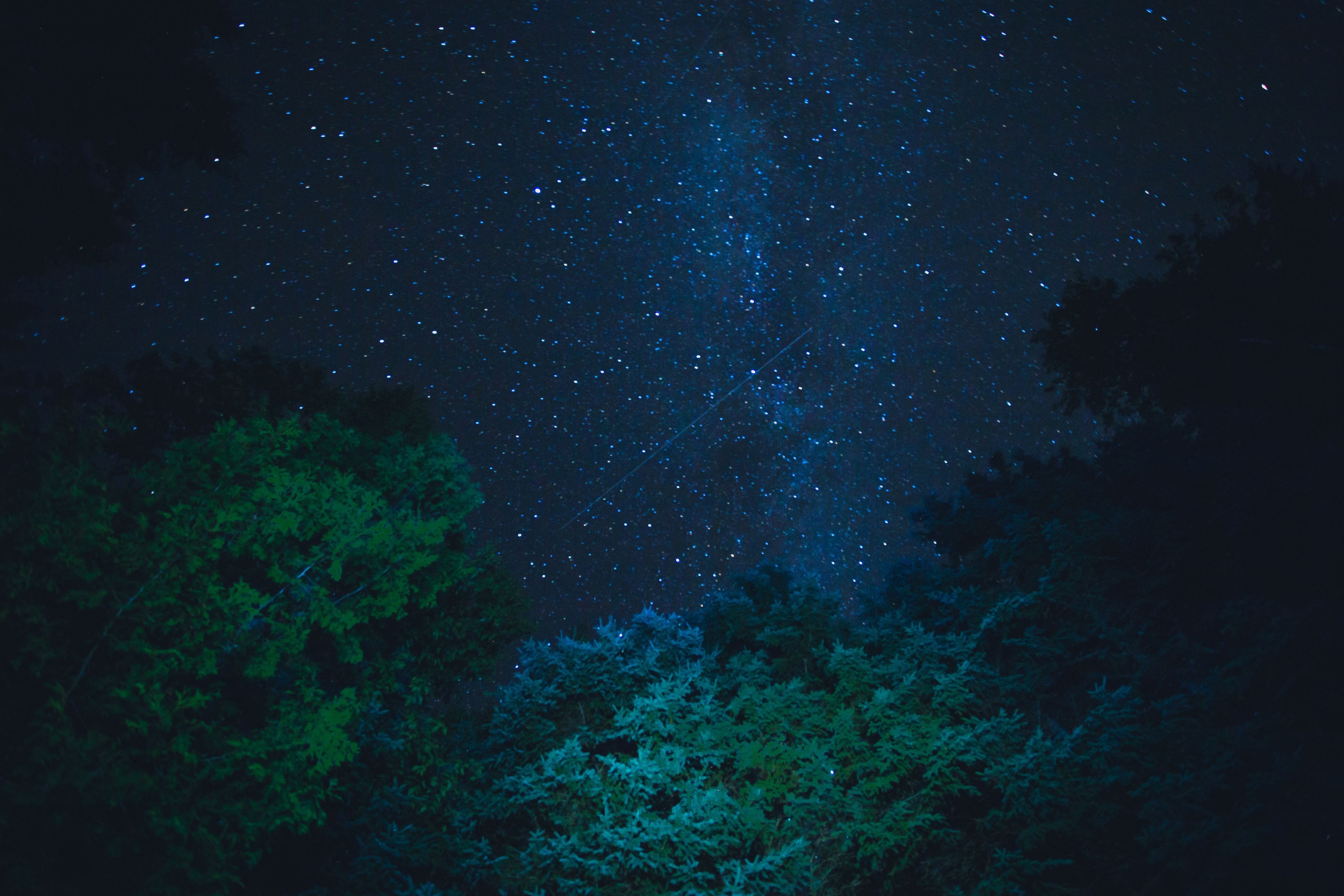 starry-night-sky-from-below-trees.jpg