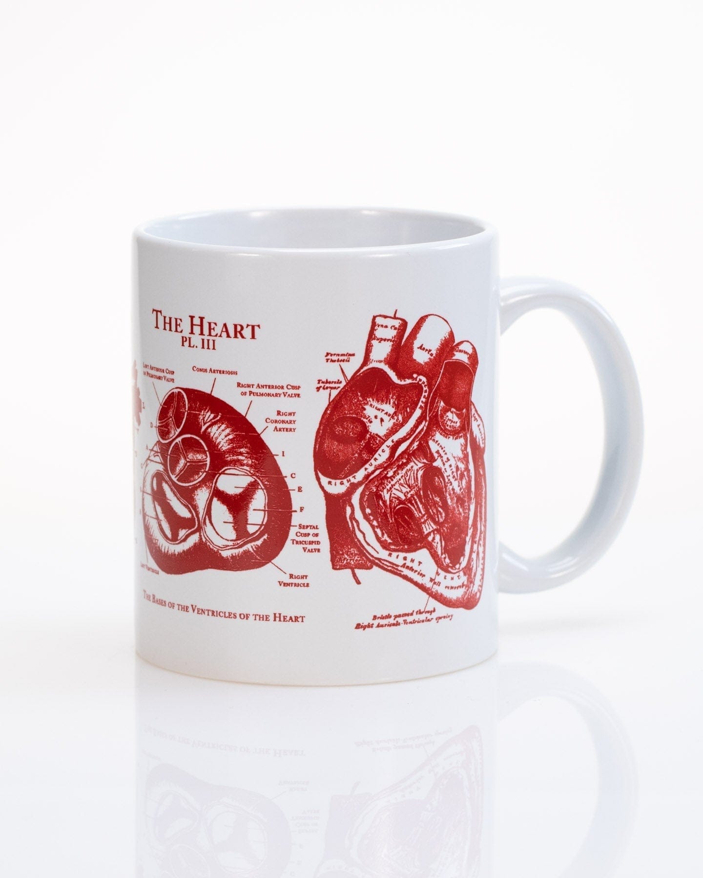 Buy The Earth Store Coffee Mug Set of 6 Ceramic Mugs to Gift to