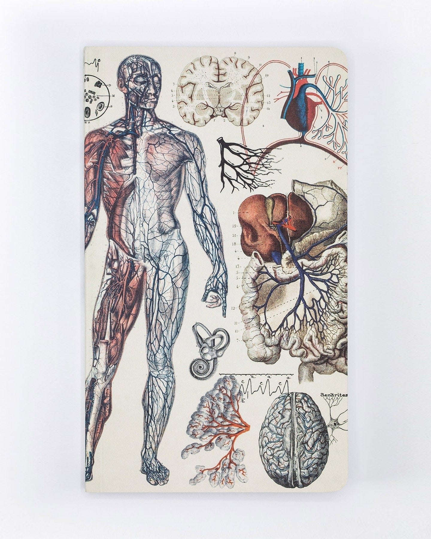 Cognitive Surplus Retro Anatomy Pencil Bag