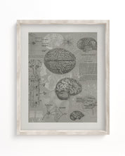 Brain Anatomy Museum Print Cognitive Surplus