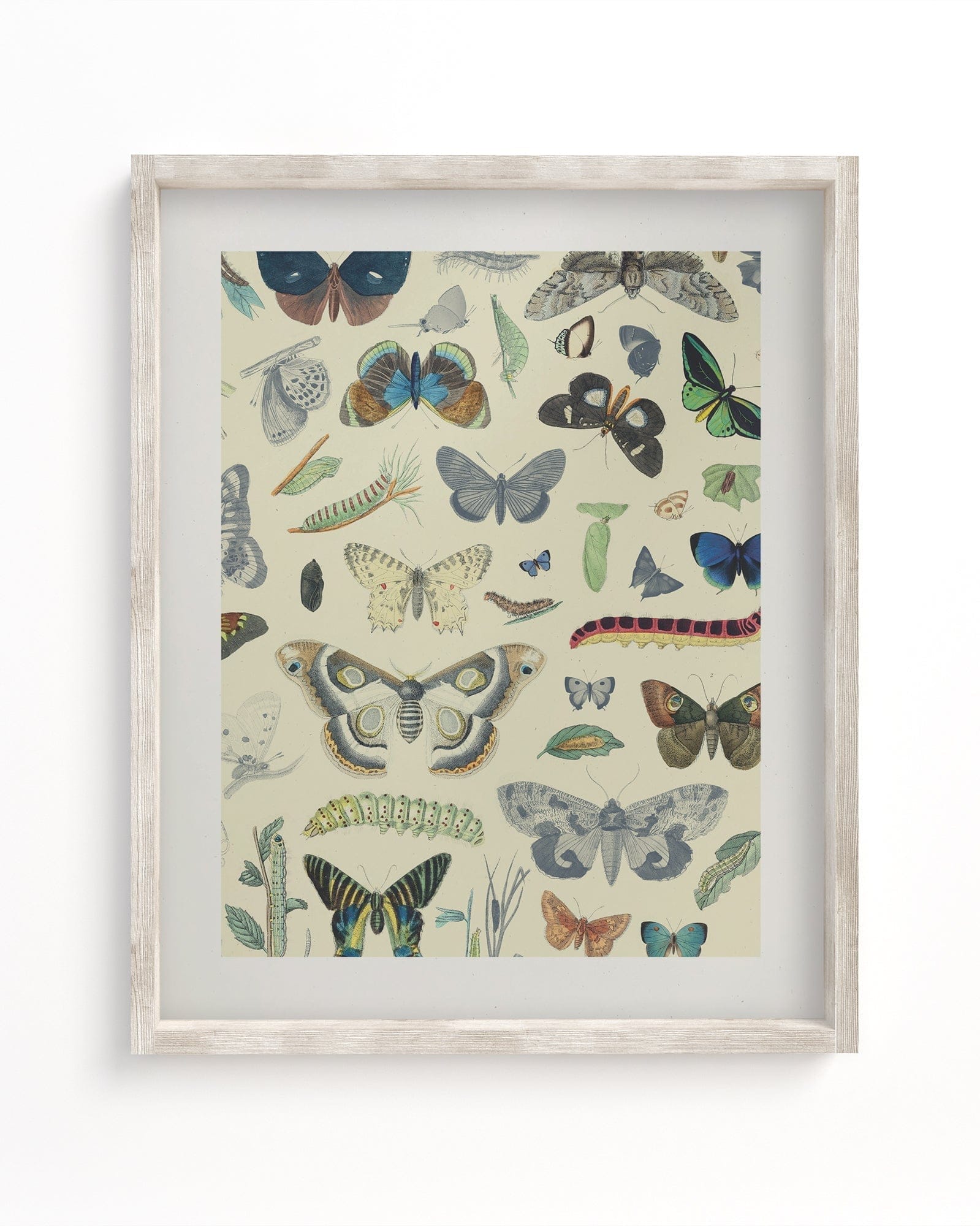 Butterfly Museum Print  Biology Art – Cognitive Surplus