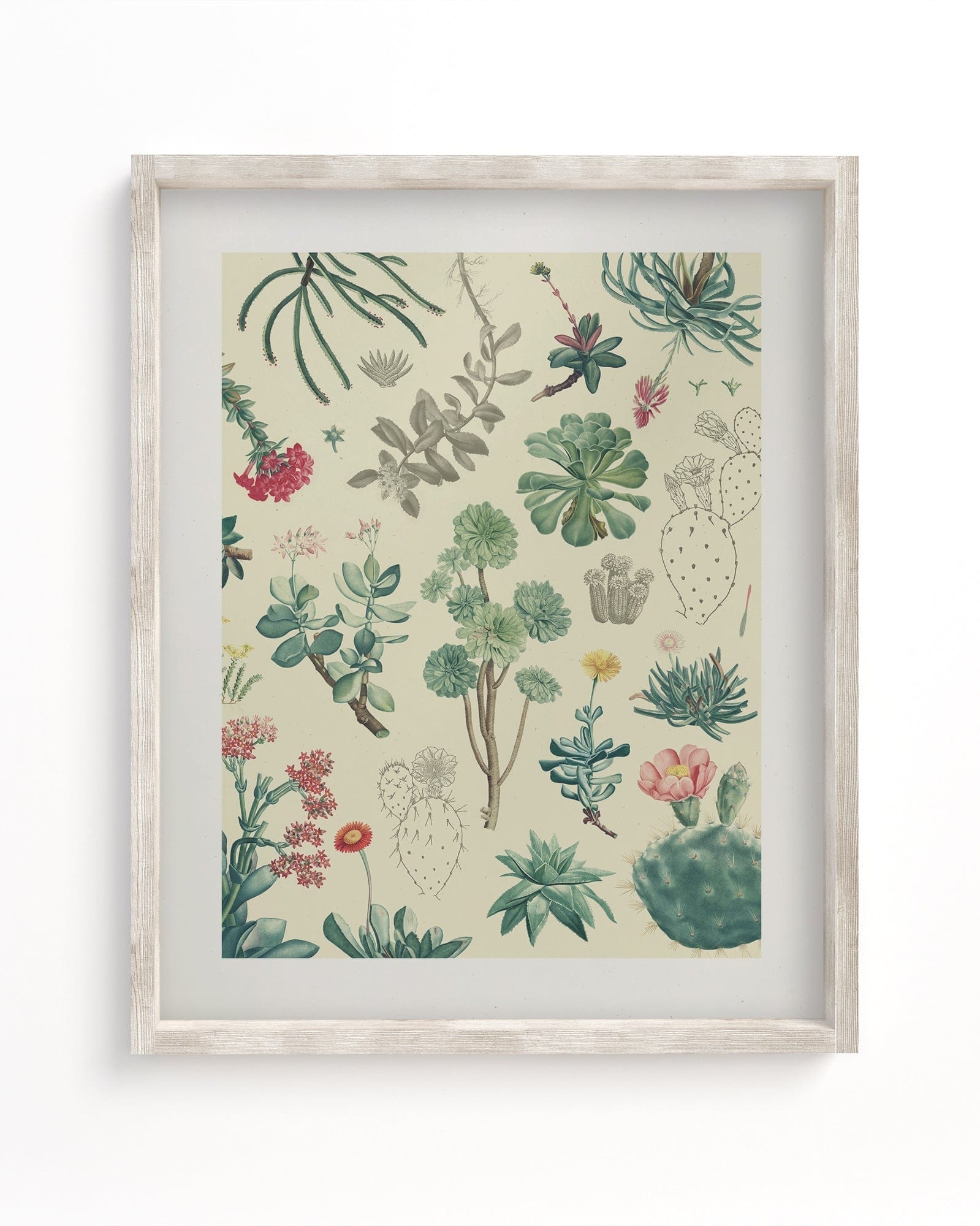 cacti succulents poster Cactus Museum Print
