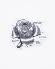 Eye Anatomy Sticker Cognitive Surplus