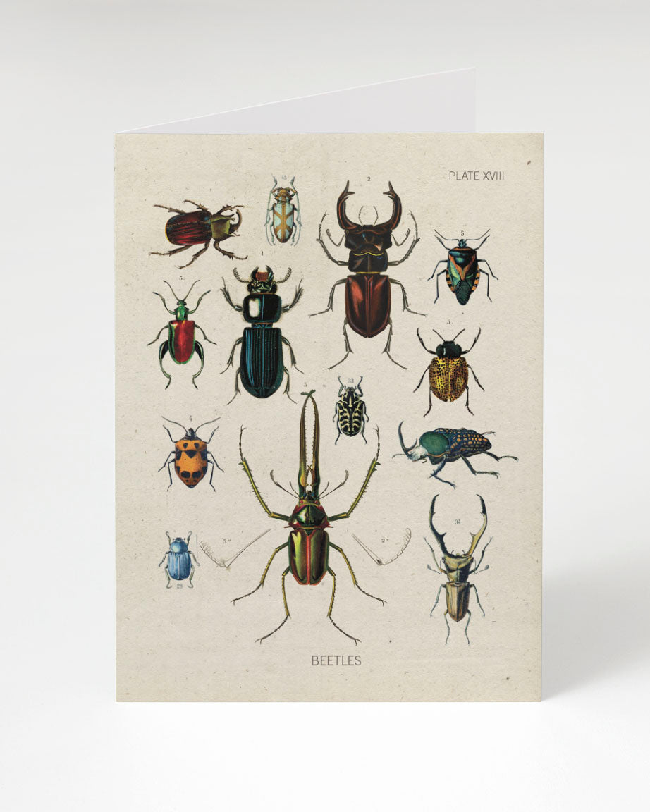 Beetle Black Washi