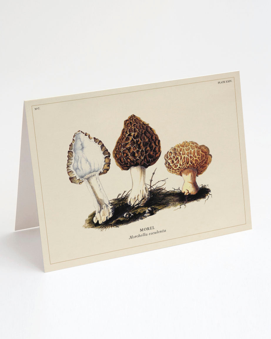 Three Cognitive Surplus Morel Mushroom Cards.