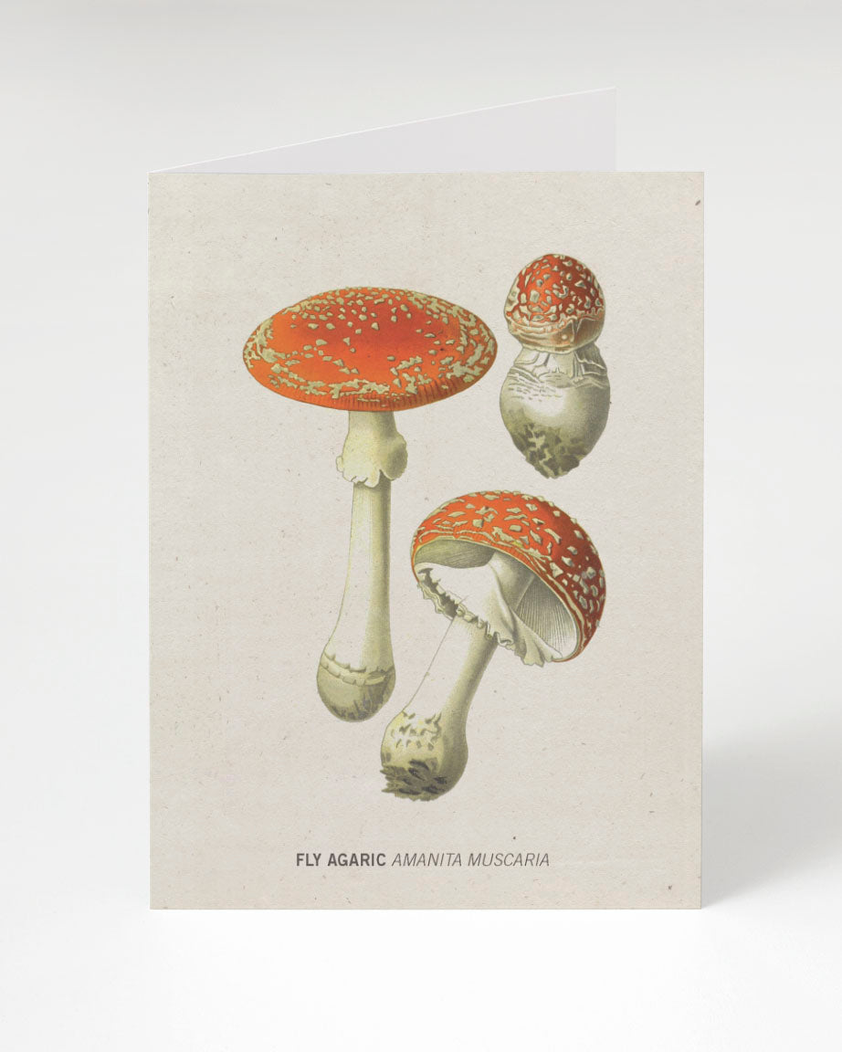 Vintage Edible Mushroom Chart Wrapping Paper