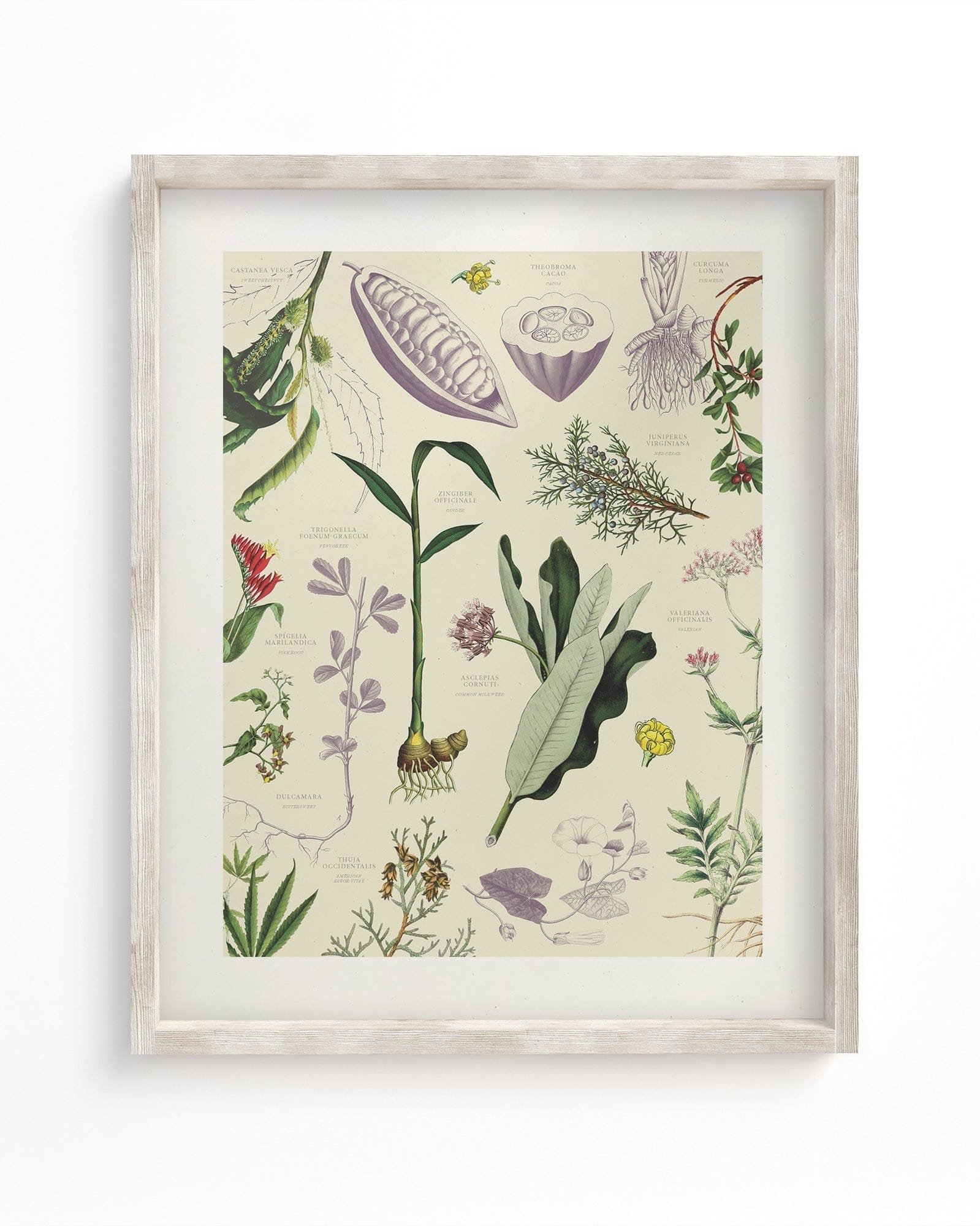Medicinal Botany Scientific Illustration Museum Print – Cognitive