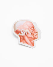 Muscles of the Face Sticker Cognitive Surplus