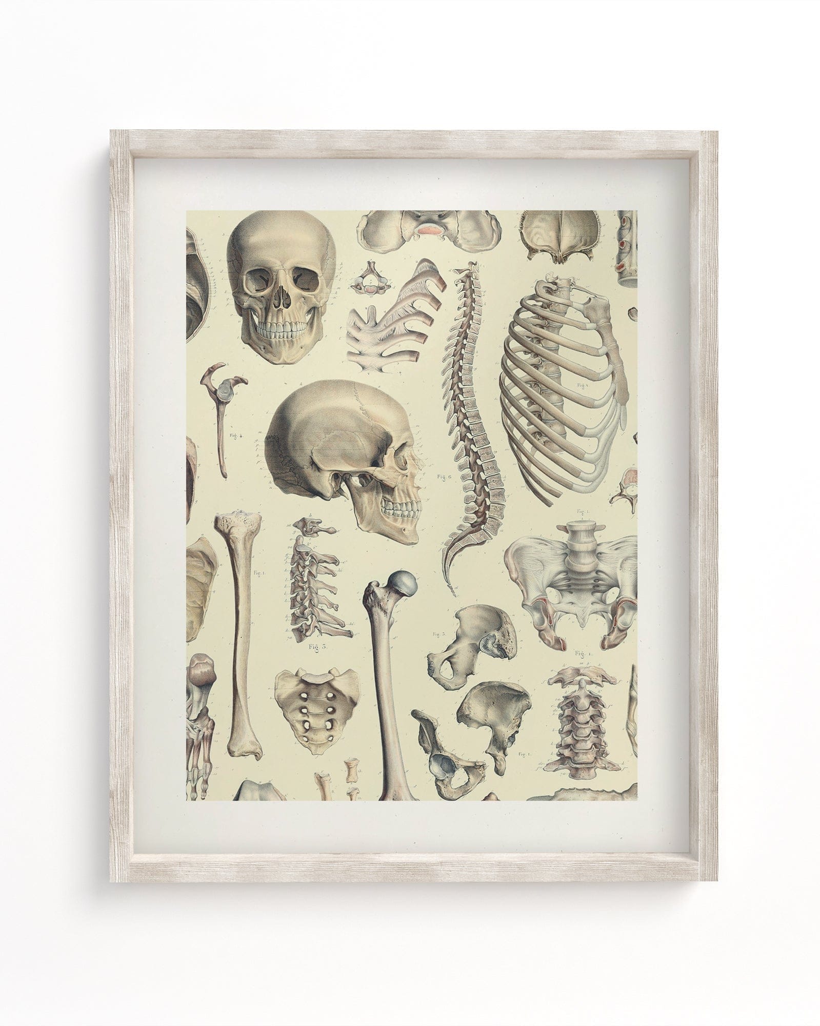 Human Skull and Bones available as Framed Prints, Photos, Wall Art and  Photo Gifts