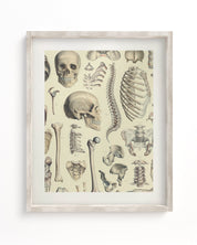 Skeleton Museum Print Cognitive Surplus