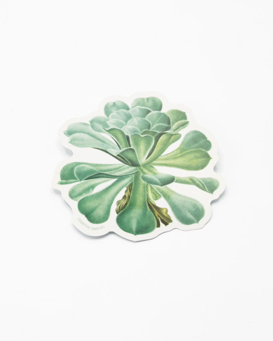 succulent decal Sempervivum Canariense Succulent Sticker