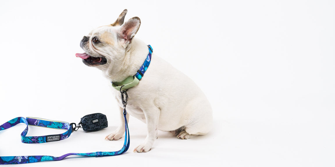 A small, light-colored French Bulldog wearing a blue collar and leash sits on a white background with its tongue out.