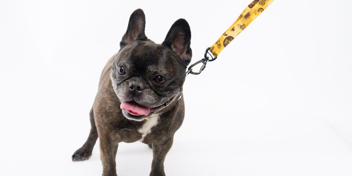 A variety of colorful, patterned dog collars are arranged in parallel rows, each featuring different designs such as sea creatures, insects, scientific diagrams, and gemstones.