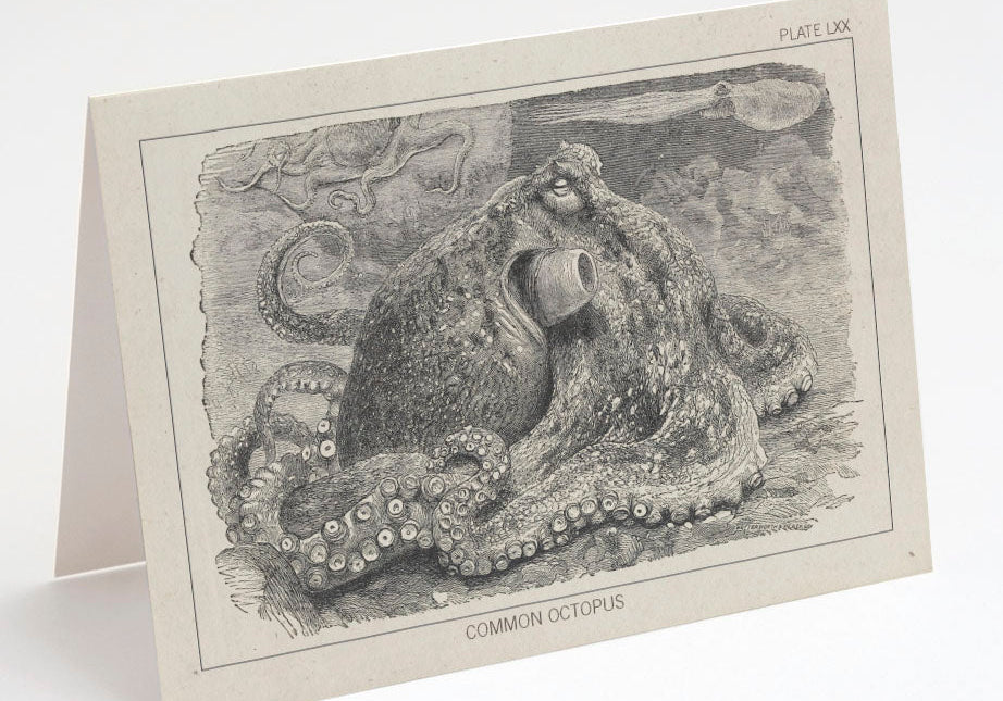 A vintage illustration of a common octopus, labeled &quot;Plate LXX,&quot; on a folded card displaying the creature in a detailed, textured style.