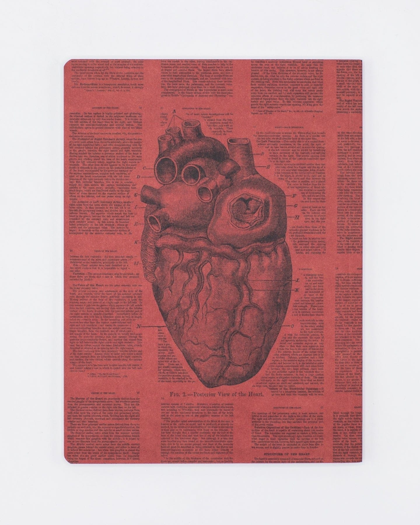 Anatomical Heart Softcover - Lined Cognitive Surplus