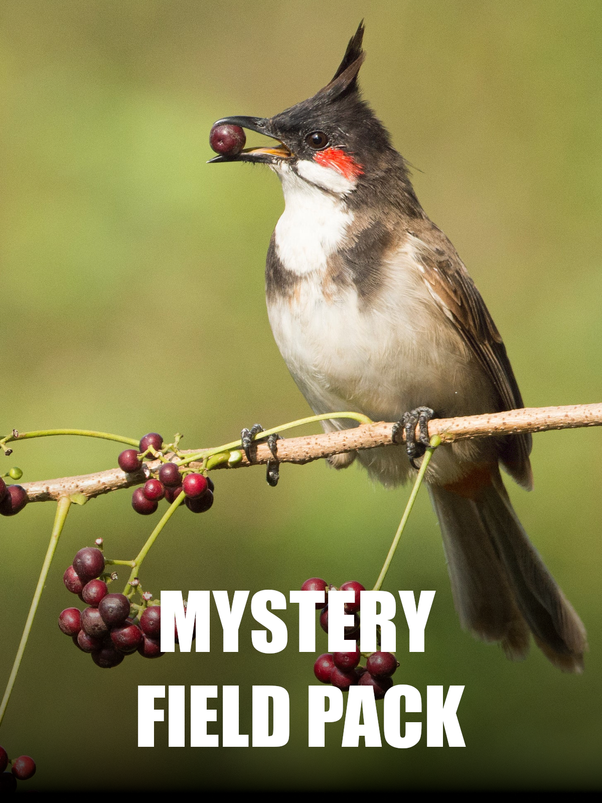 The Birdwatcher's Bundle Mystery Field Box