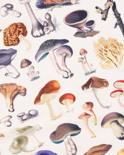 Mushrooms Eco Pet Bandana