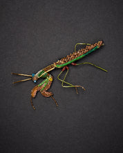Green Mantis Brooch Pin - Trovelore