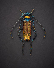 Aphrodisium Beetle Brooch Pin - Trovelore