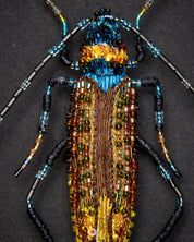 Aphrodisium Beetle Brooch Pin - Trovelore