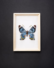 Swallowtail Butterfly Beaded Framed Art - Trovelore