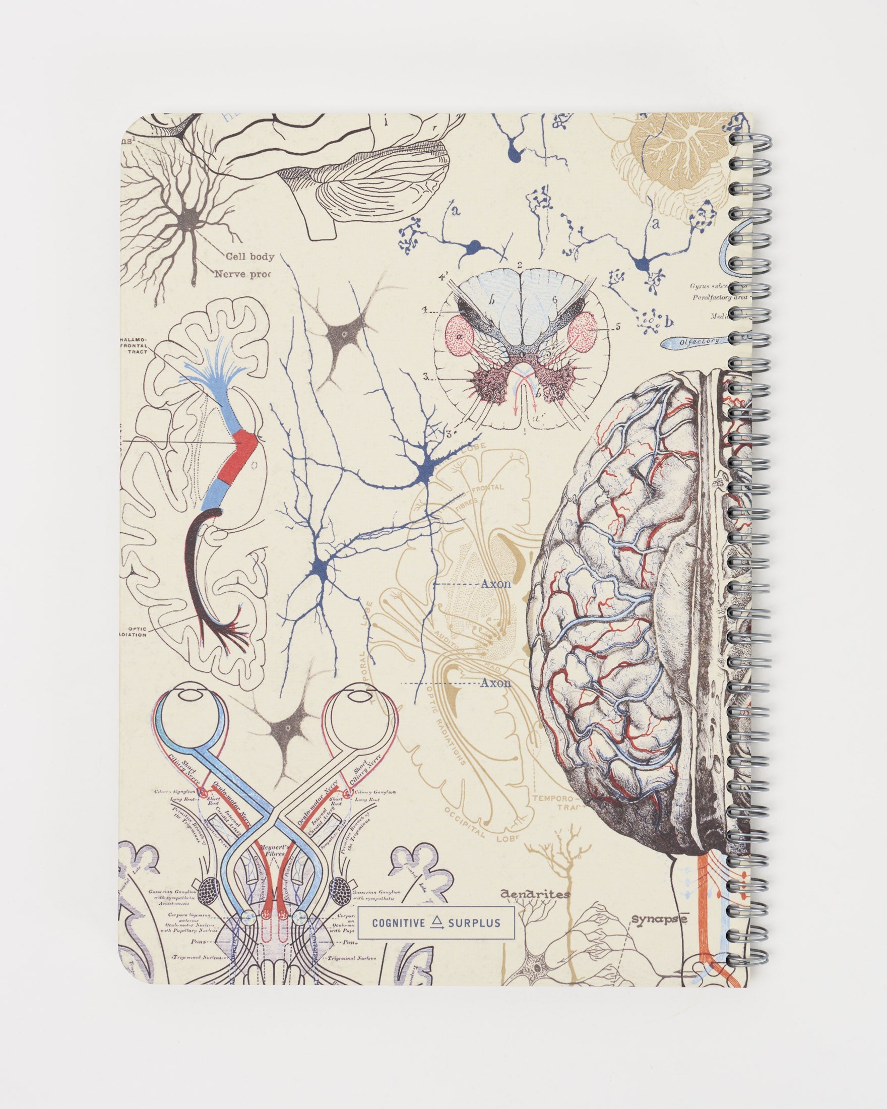 SECONDS: Brain & Neuroscience Spiral Notebook A4 (8.3" x 11.7")