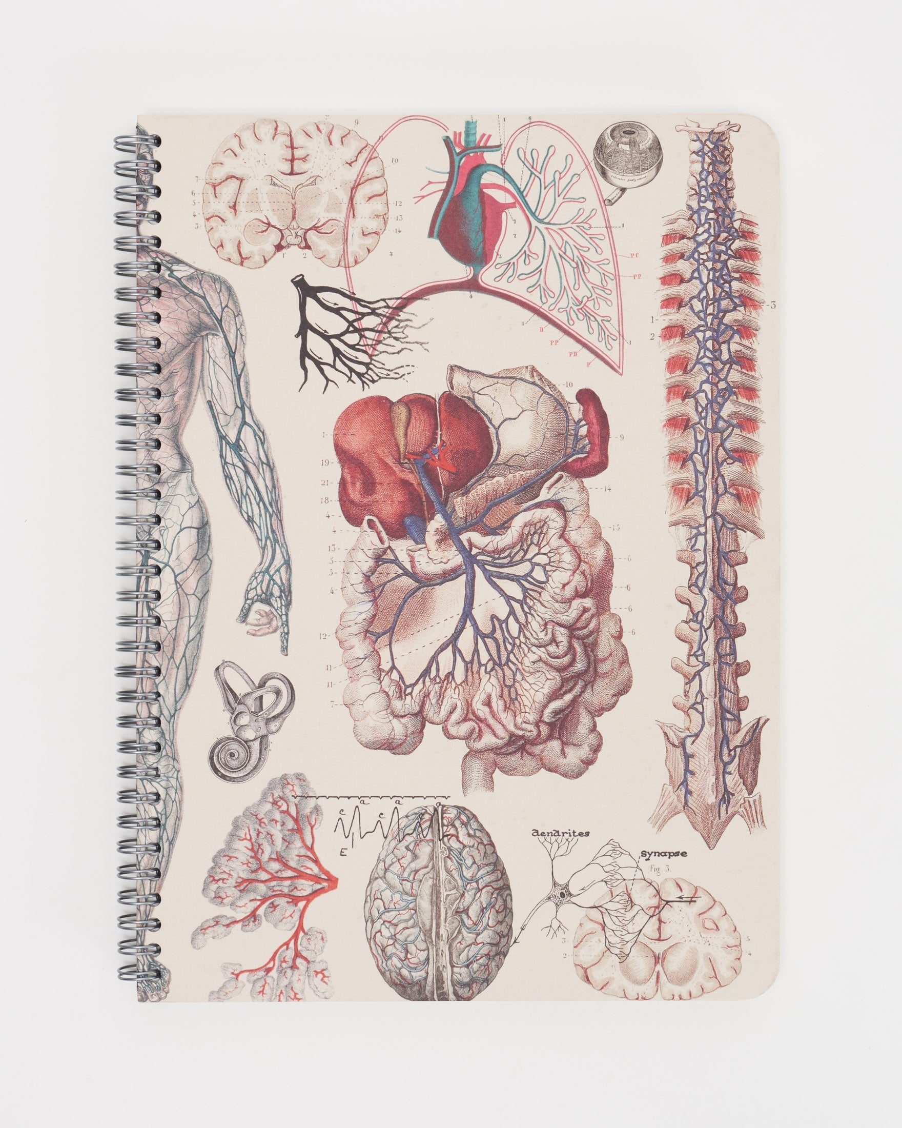 SECONDS: Human Anatomy Spiral Notebook A4 (8.3" x 11.7")