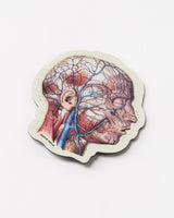 Vascular Head Anatomy Magnet