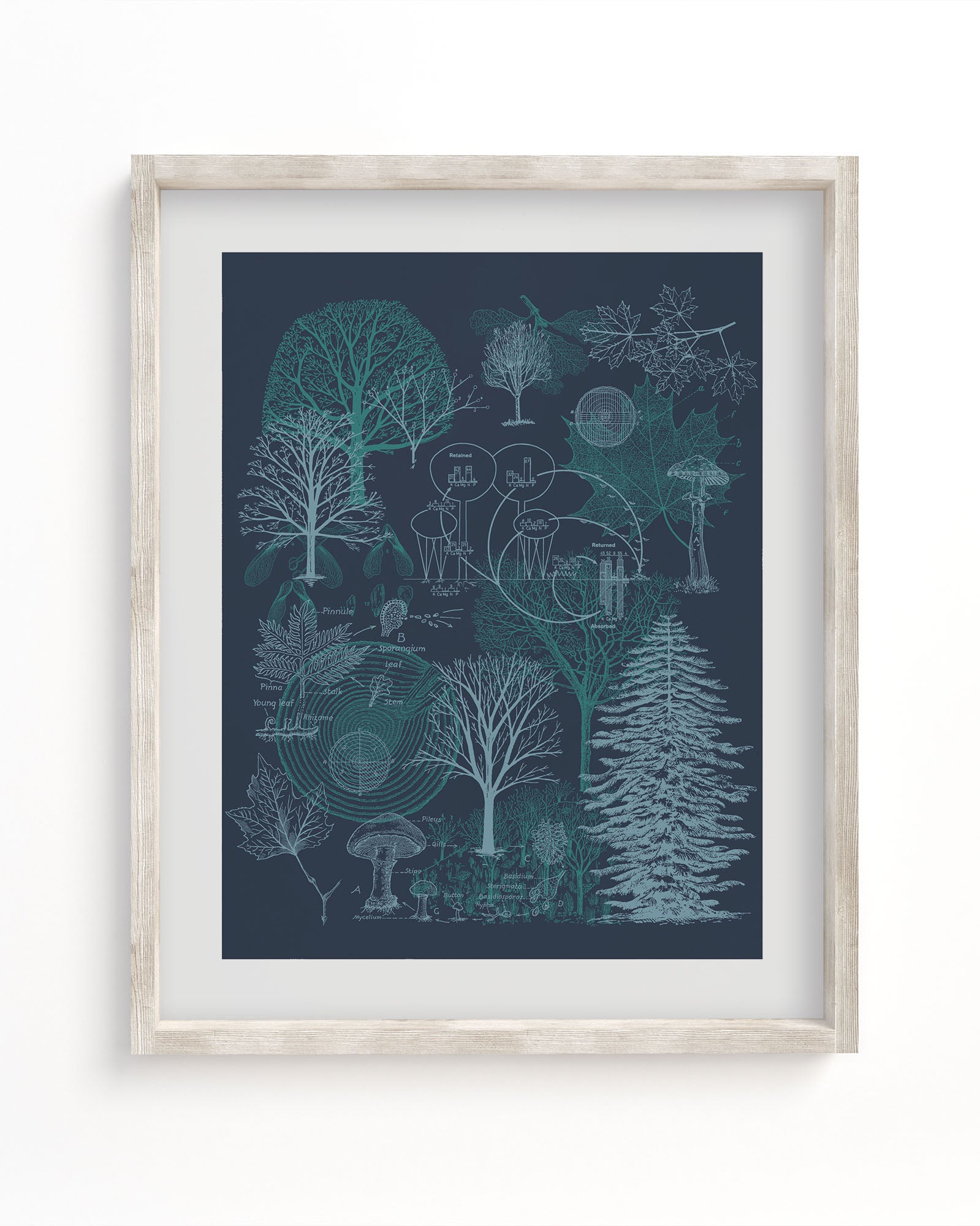 Forest Museum Print | Biology Art – Cognitive Surplus