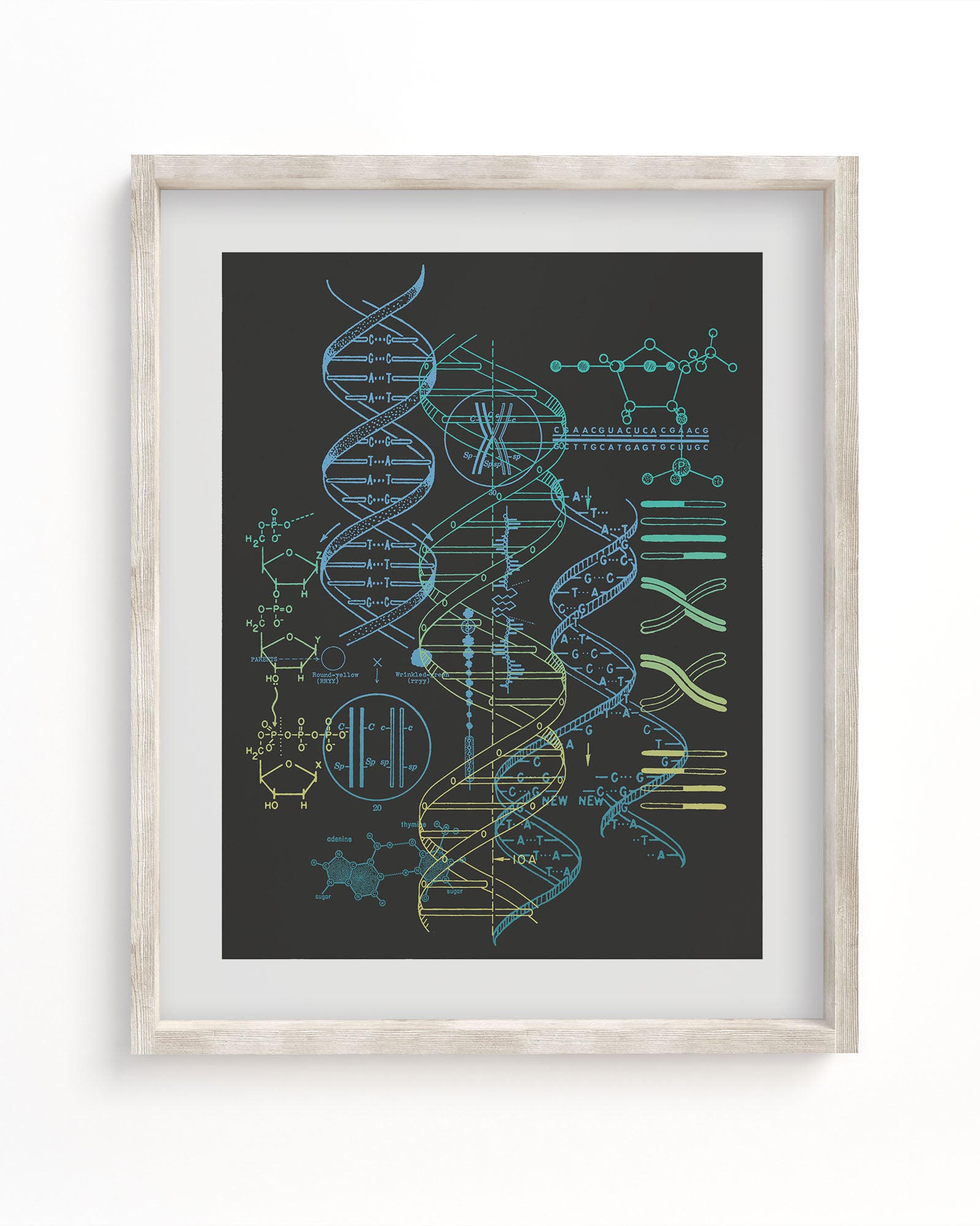 Genetics Scientific Illustration Museum Print