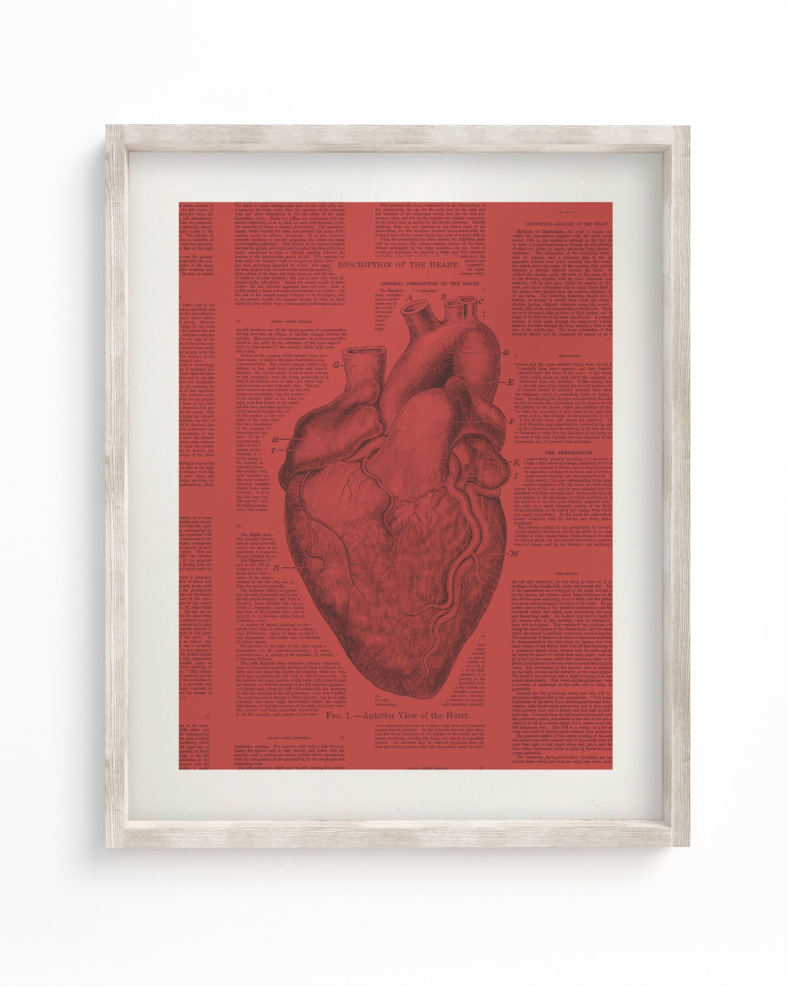 Anatomical Heart Scientific Illustration Museum Print