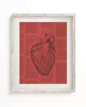 Anatomical Heart Scientific Illustration Museum Print