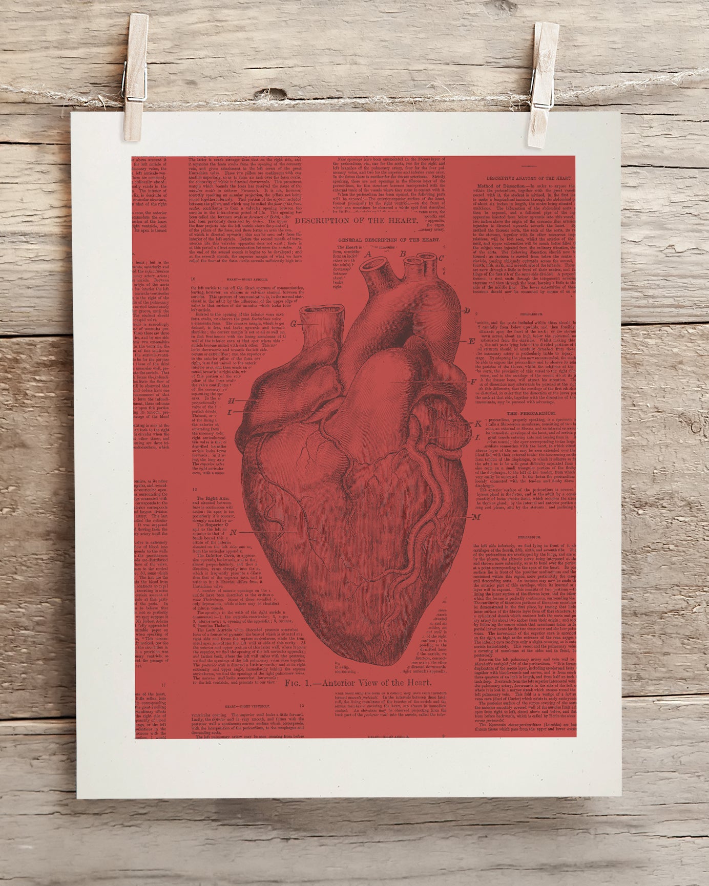 Anatomical Heart Scientific Illustration Museum Print