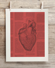 Anatomical Heart Scientific Illustration Museum Print