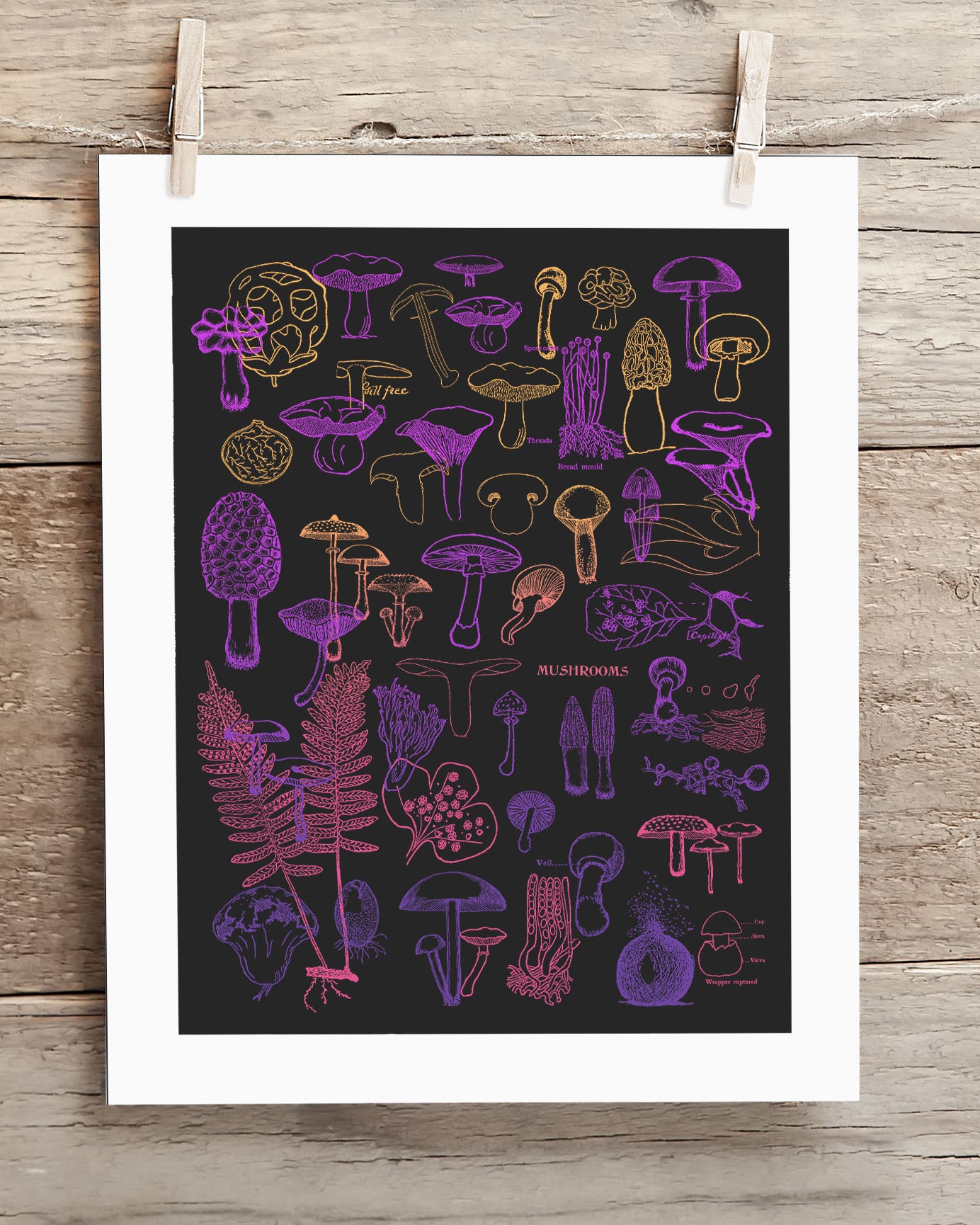 Neon Fungi Scientific Illustration Museum Print