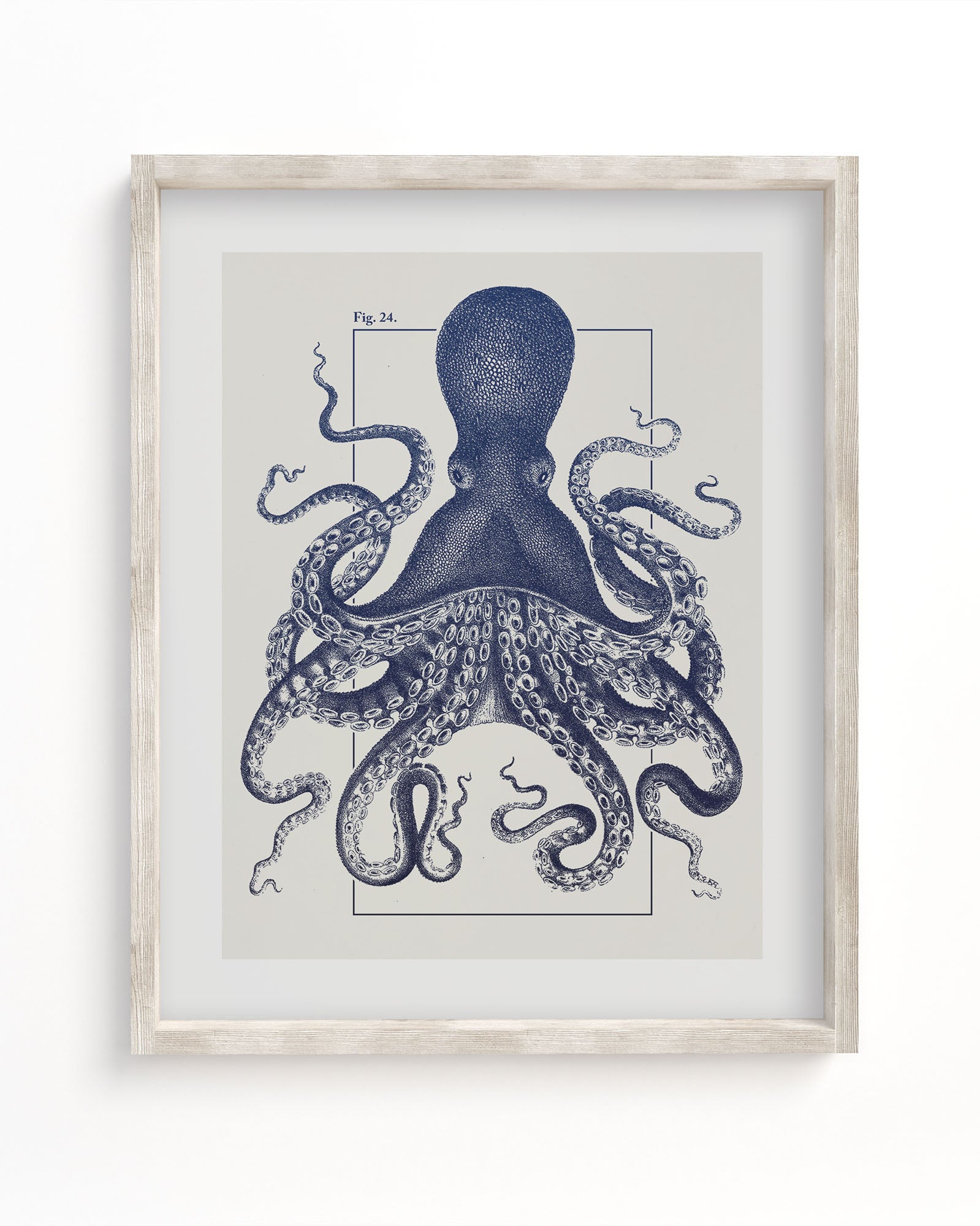 An Octopus Scientific Illustration Museum Print in a white frame by Cognitive Surplus.