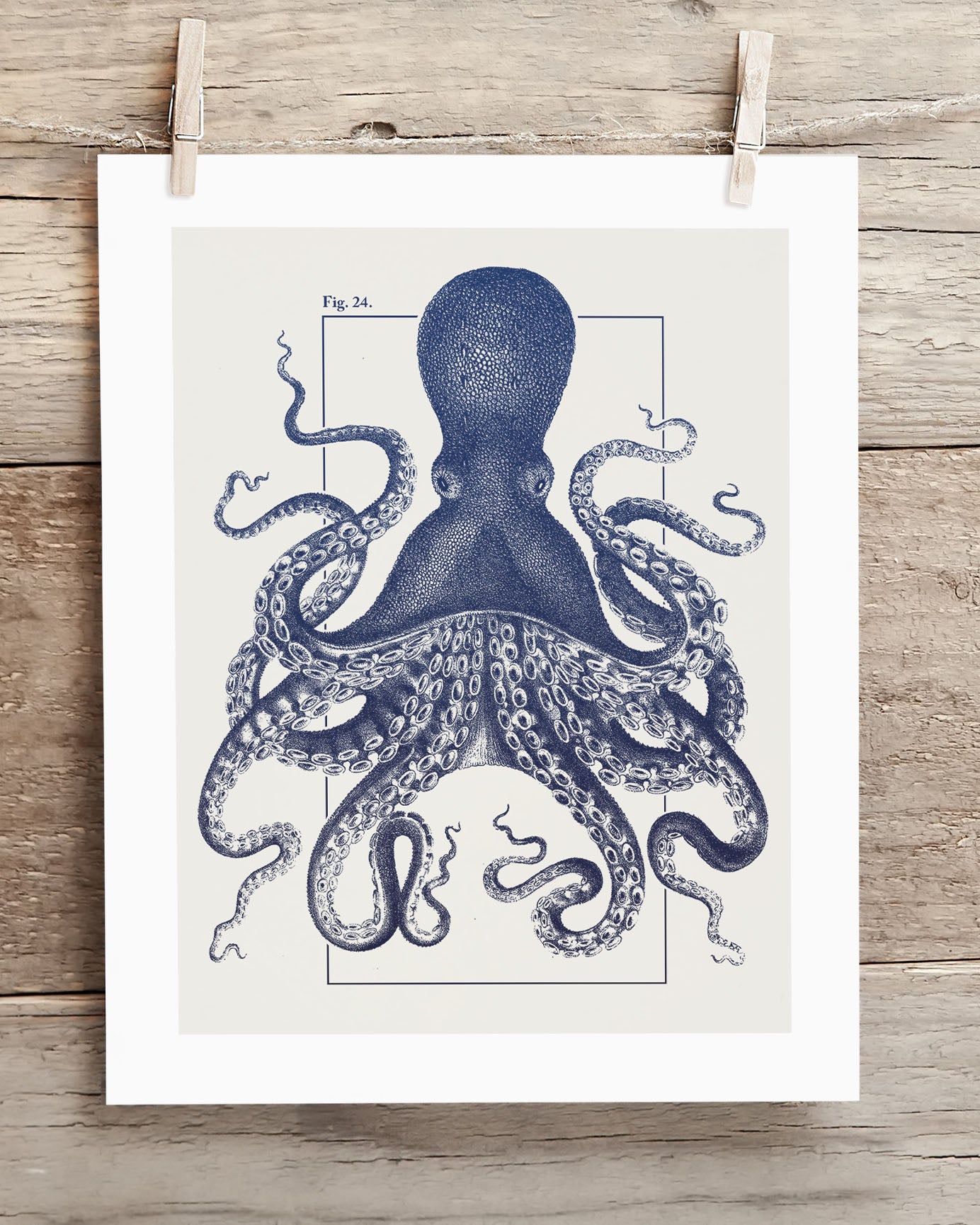 A Cognitive Surplus Octopus Scientific Illustration Museum Print hanging on a wooden wall.