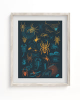 Spiders Pl 2 Scientific Illustration Museum Print