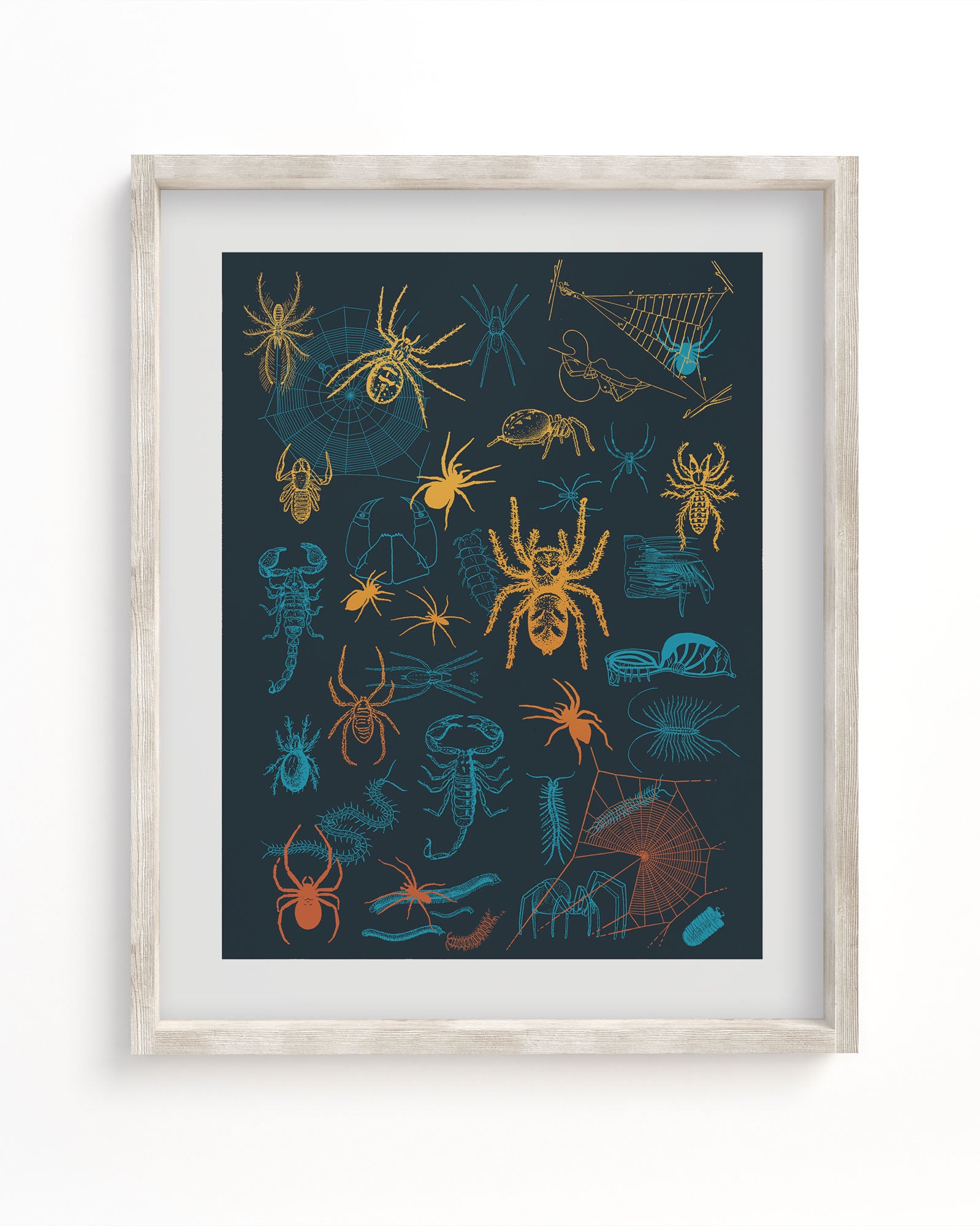 A Cognitive Surplus framed art print of Spiders Pl 2 Scientific Illustration Museum Print.