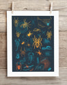 An art print of Spiders Pl 2 Scientific Illustration Museum Print by Cognitive Surplus hanging on a clothesline.