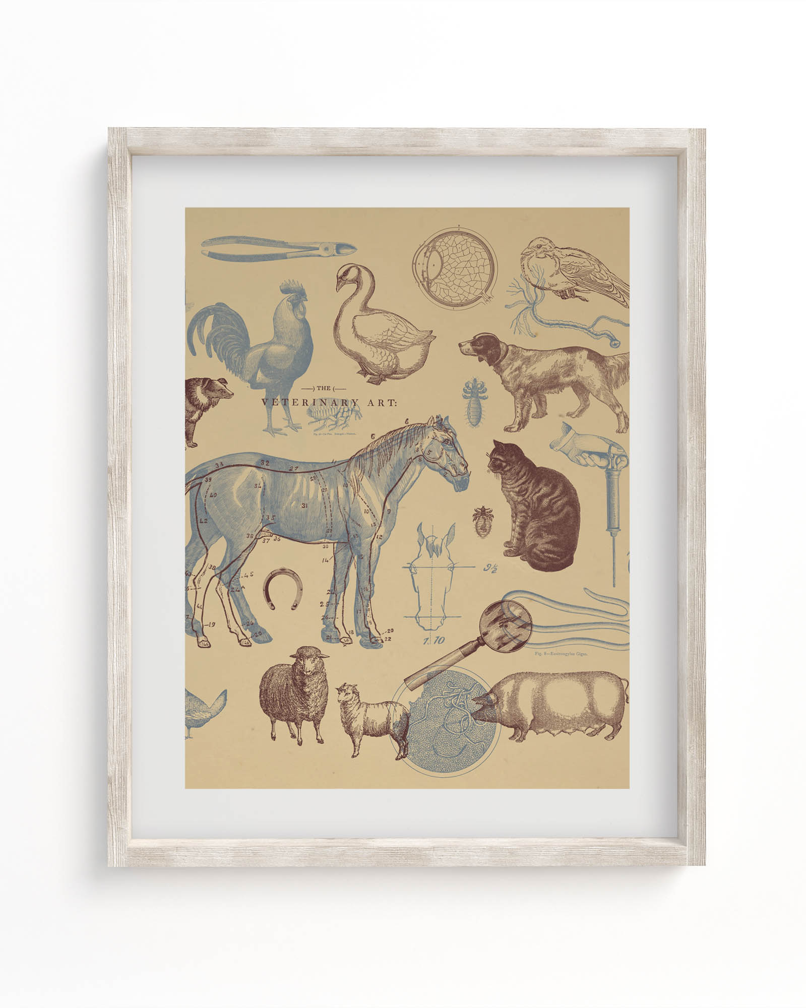 Veterinary Science Museum Print