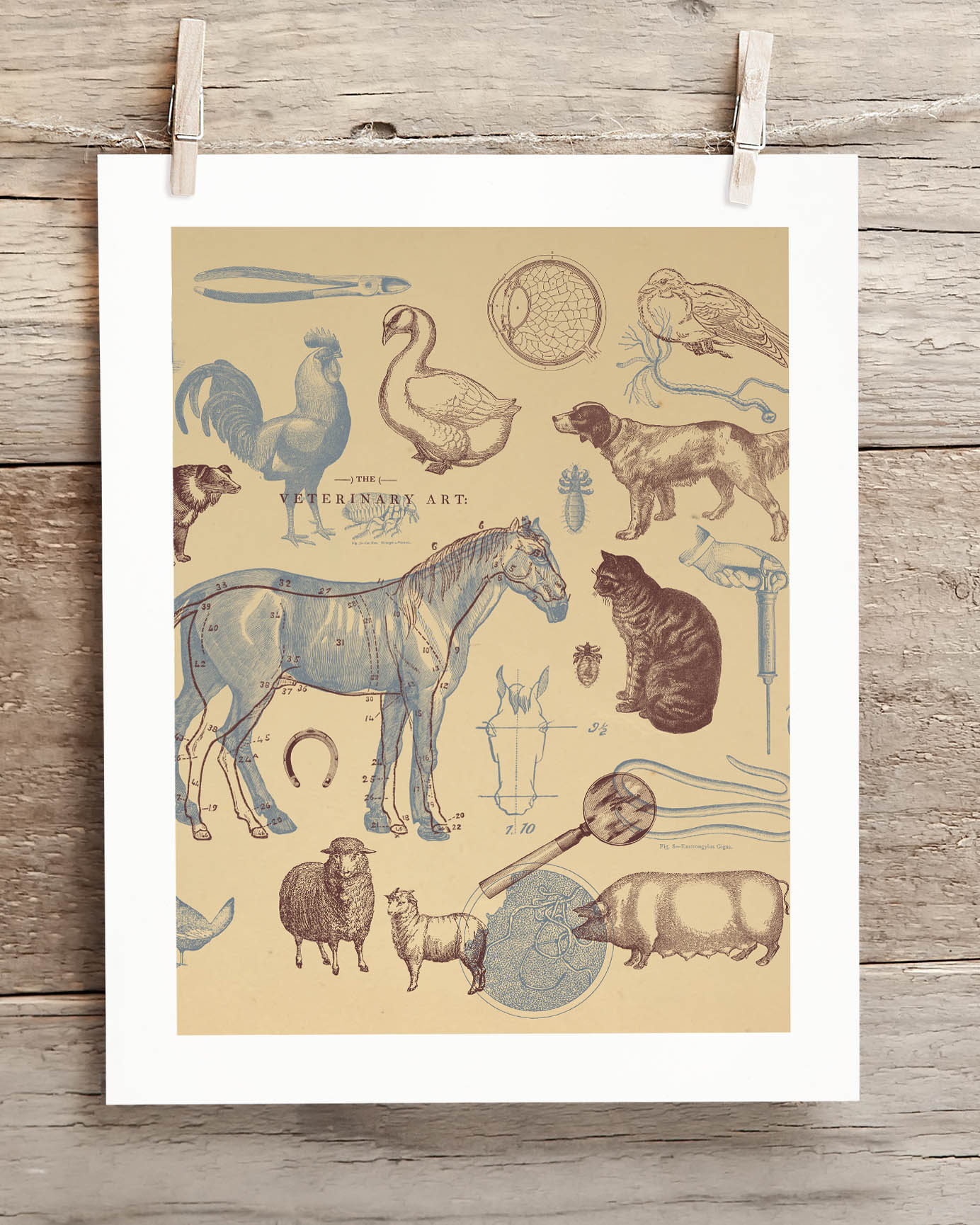 Veterinary Science Museum Print