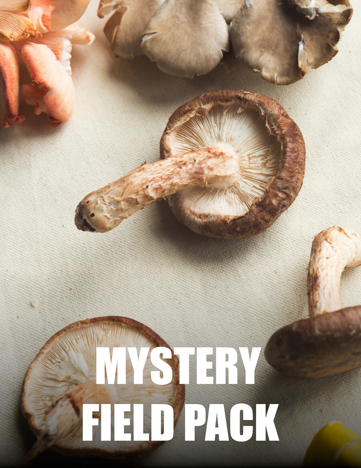 MushroomHunterMFPPicture_ccbc1985-c05a-43f6-a9ec-69815ff7dfab.png