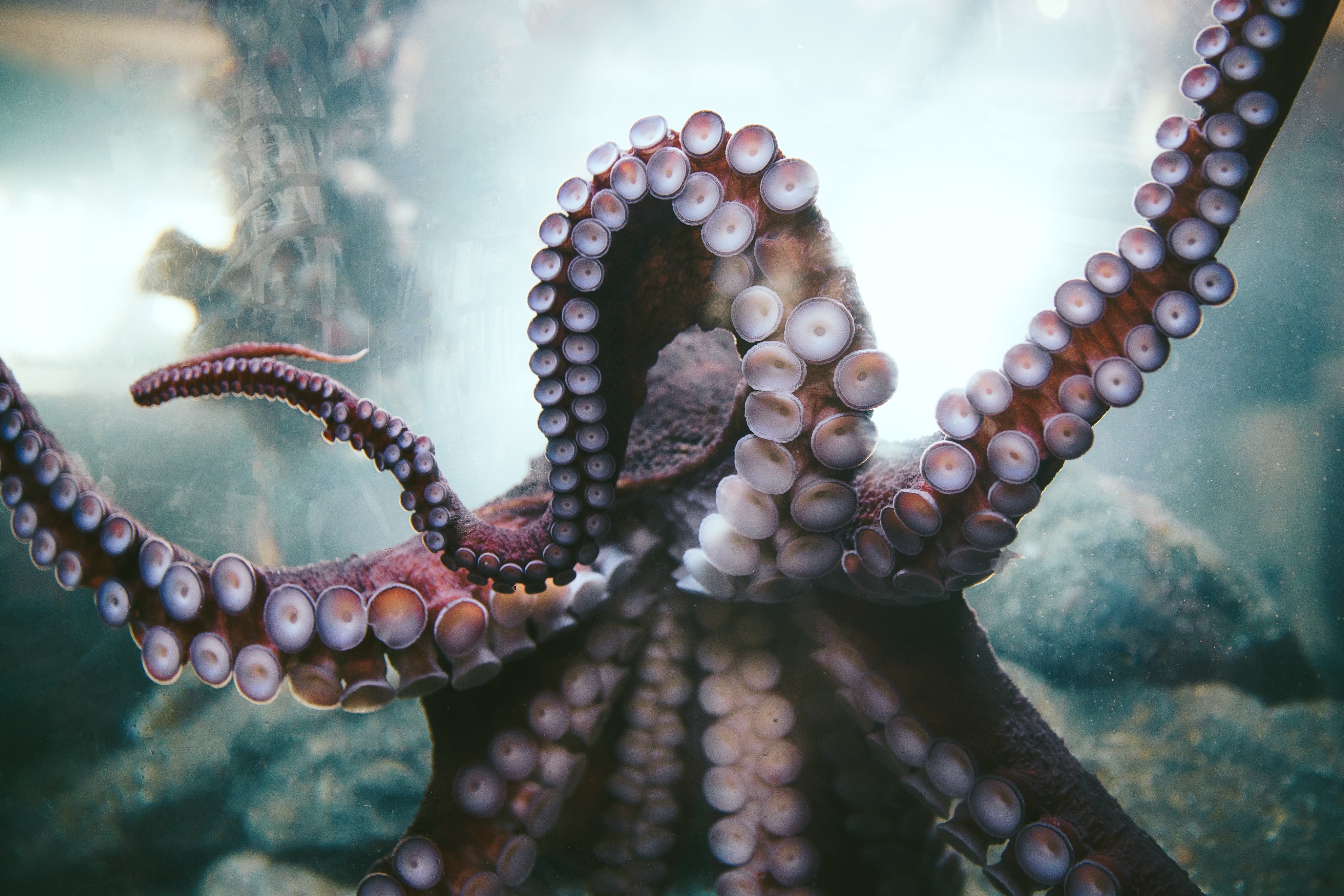 Octopus-Arms.jpg