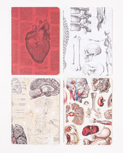 Anatomy Pocket Notebook 4-pack