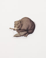 North American Beaver Sticker (Castor canadensis)